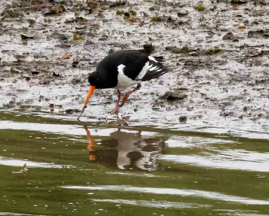 Oystercatcher by Wayne Emery at Plym Estuary