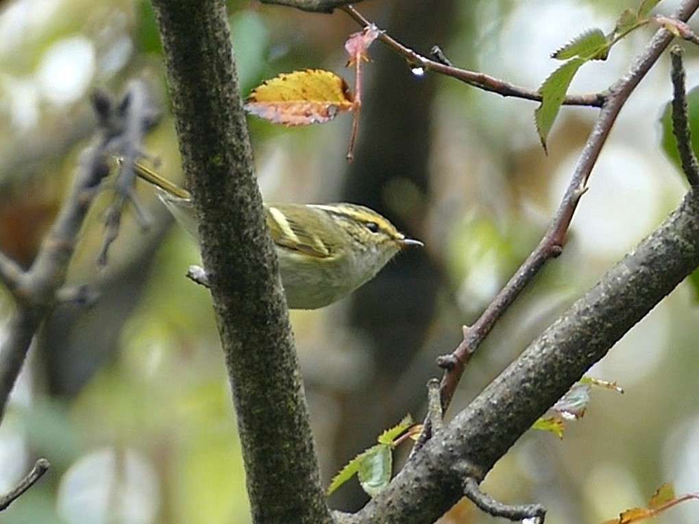 Pallas's Warbler by Mike Langman at Berry Head