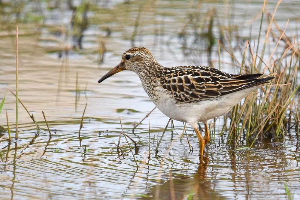 Pectoral Sandpiper by Duncan Leitch at South Huish Marsh