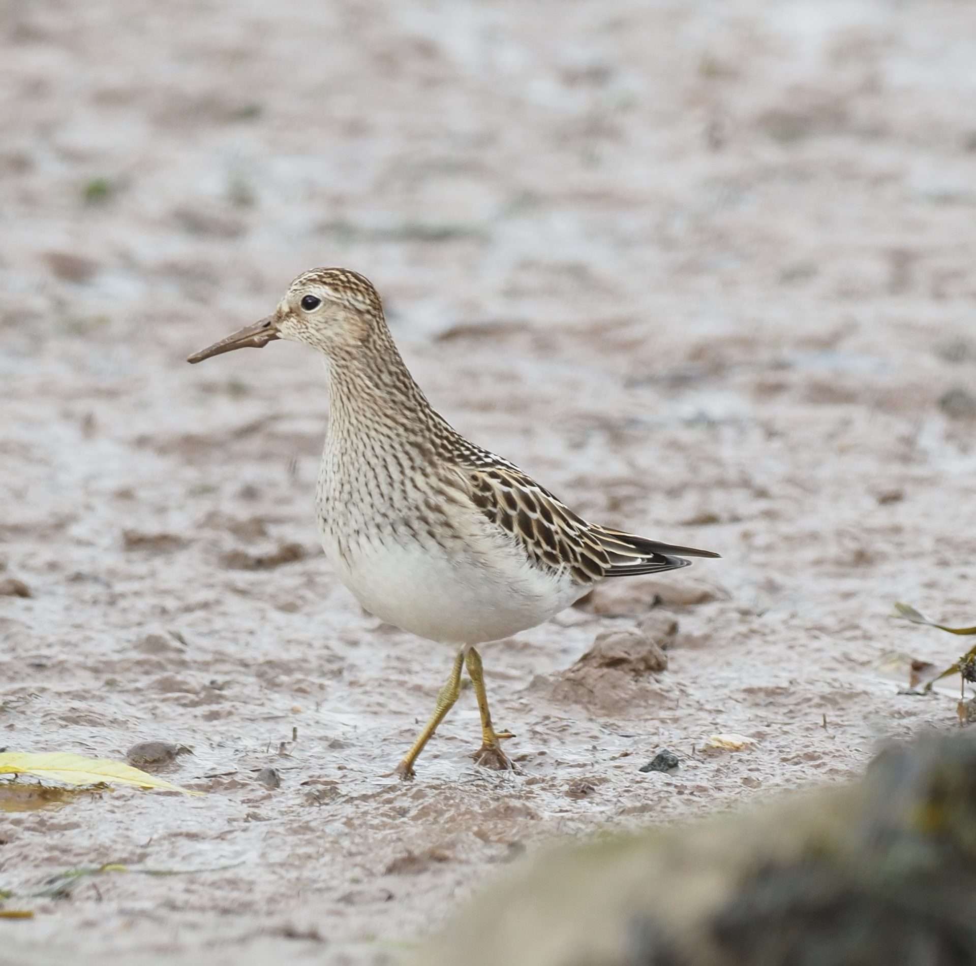 Pectoral Sandpiper by Pete Stevens at Turf Locks