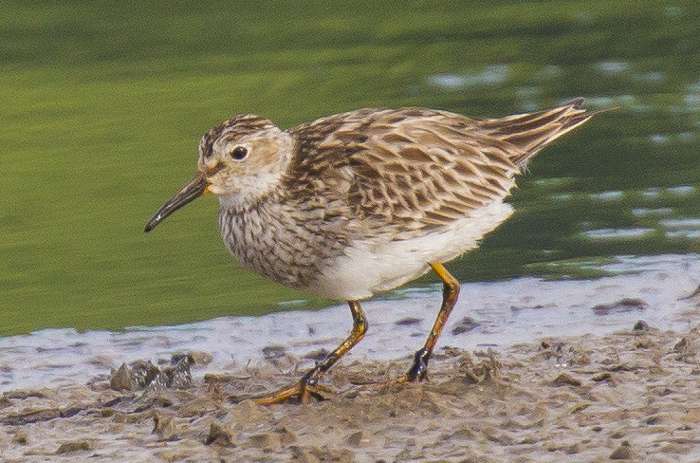 Pectoral Sandpiper by Tim White at Black Hole Marsh