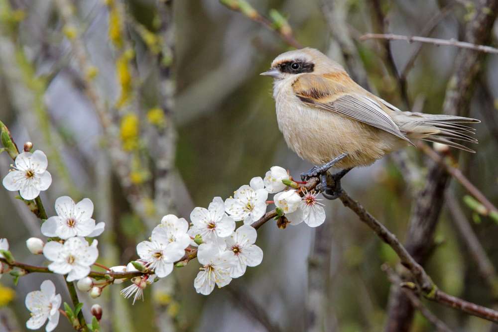Penduline Tit by Colin Scott at Darts Farm