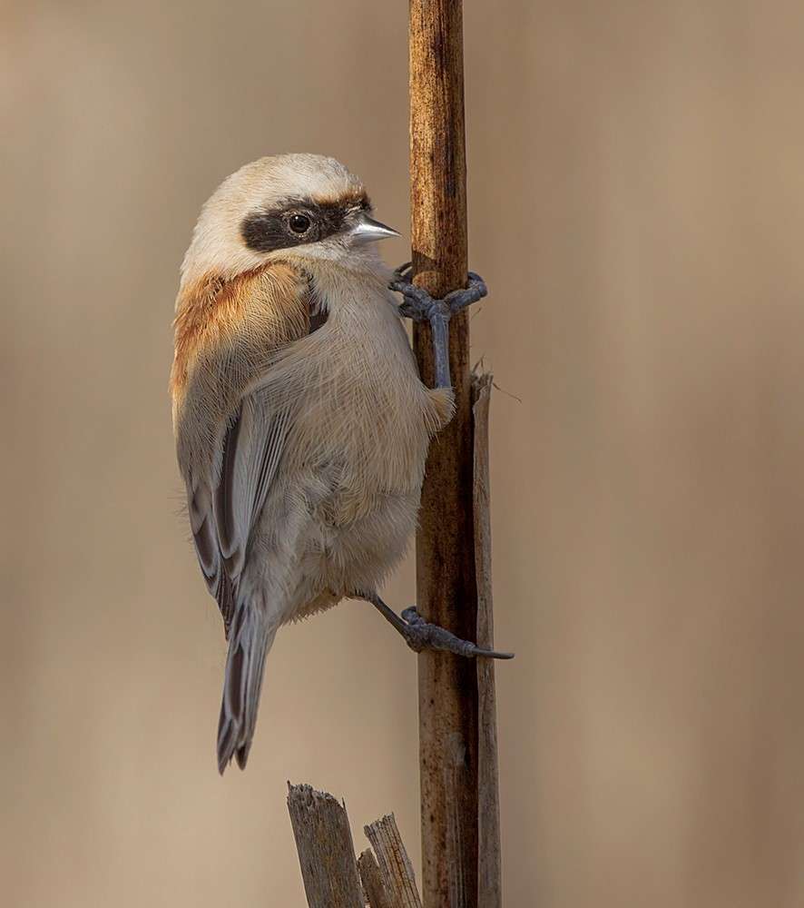 Penduline Tit by Gray Clements at Darts Farm