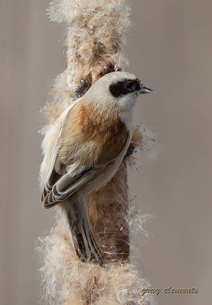 Penduline Tit by Gray Clements at Darts Farm