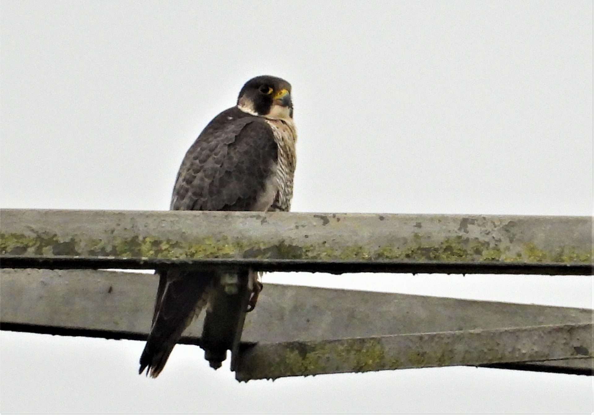Peregrine by Kenneth Bradley at Exminster marshes RSPB