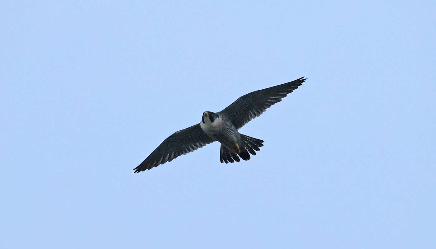 Peregrine by Steve Hopper at Devon
