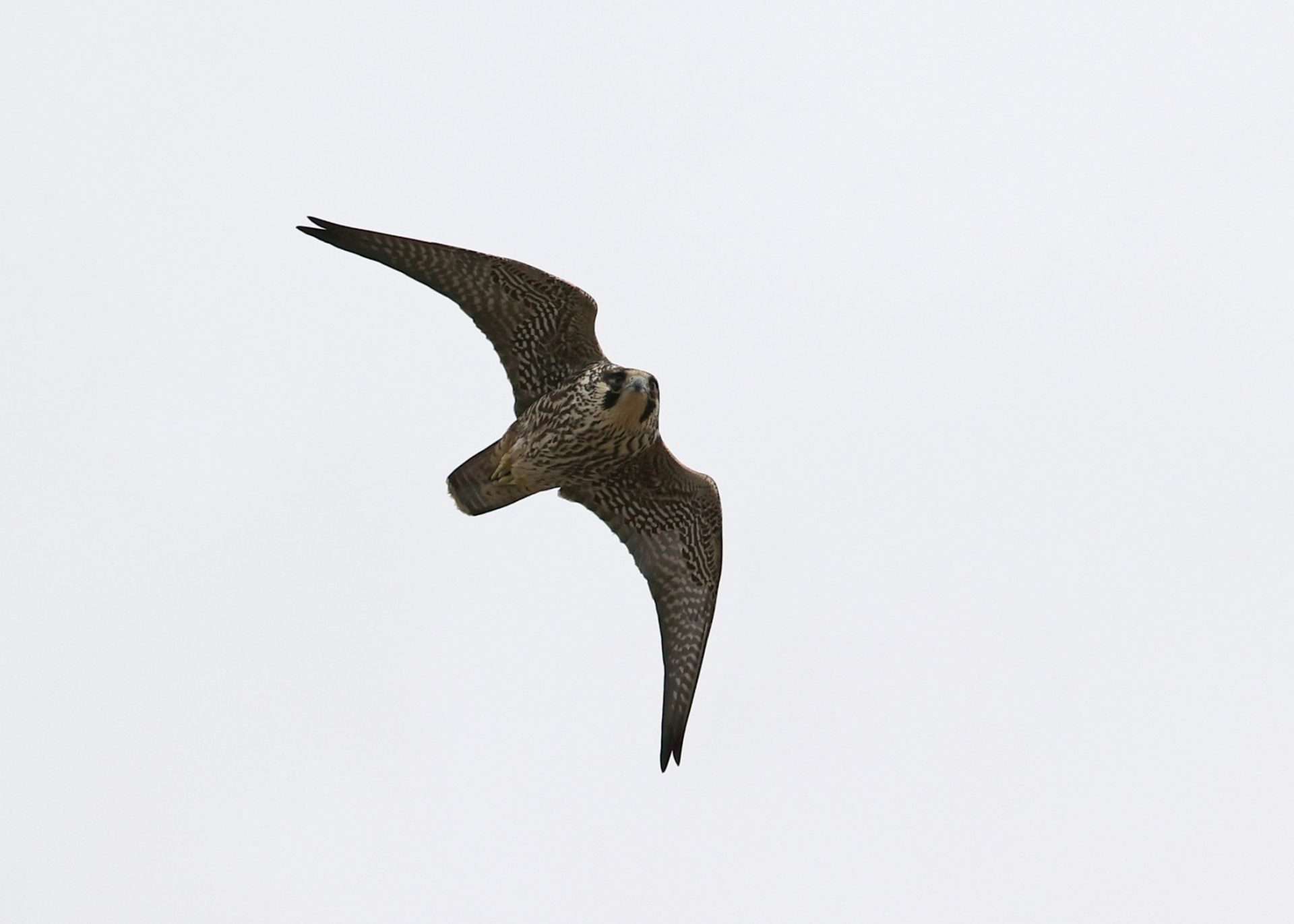 Peregrine by Steve Hopper at South Brent