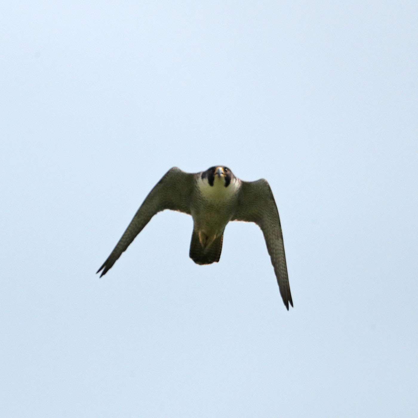 Peregrine by Steve Hopper at South Brent