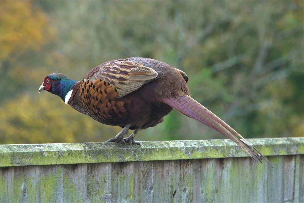 Pheasant by John Reeves at Talaton