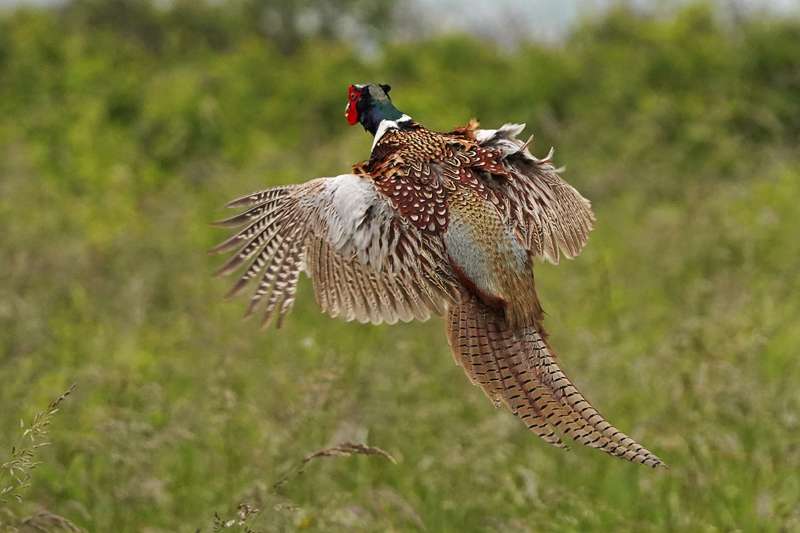 Pheasant by Keith Mcginn at Hopes Nose