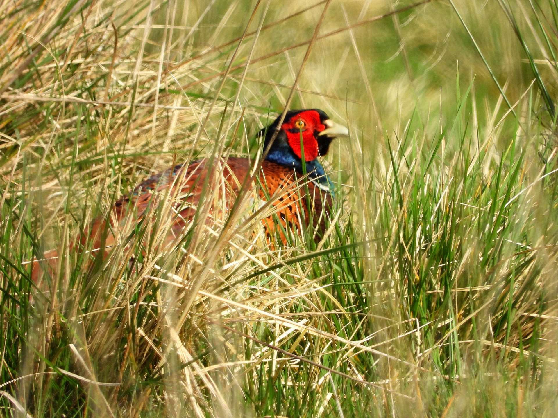 Pheasant by Kenneth Bradley at Exminster marshes RSPB