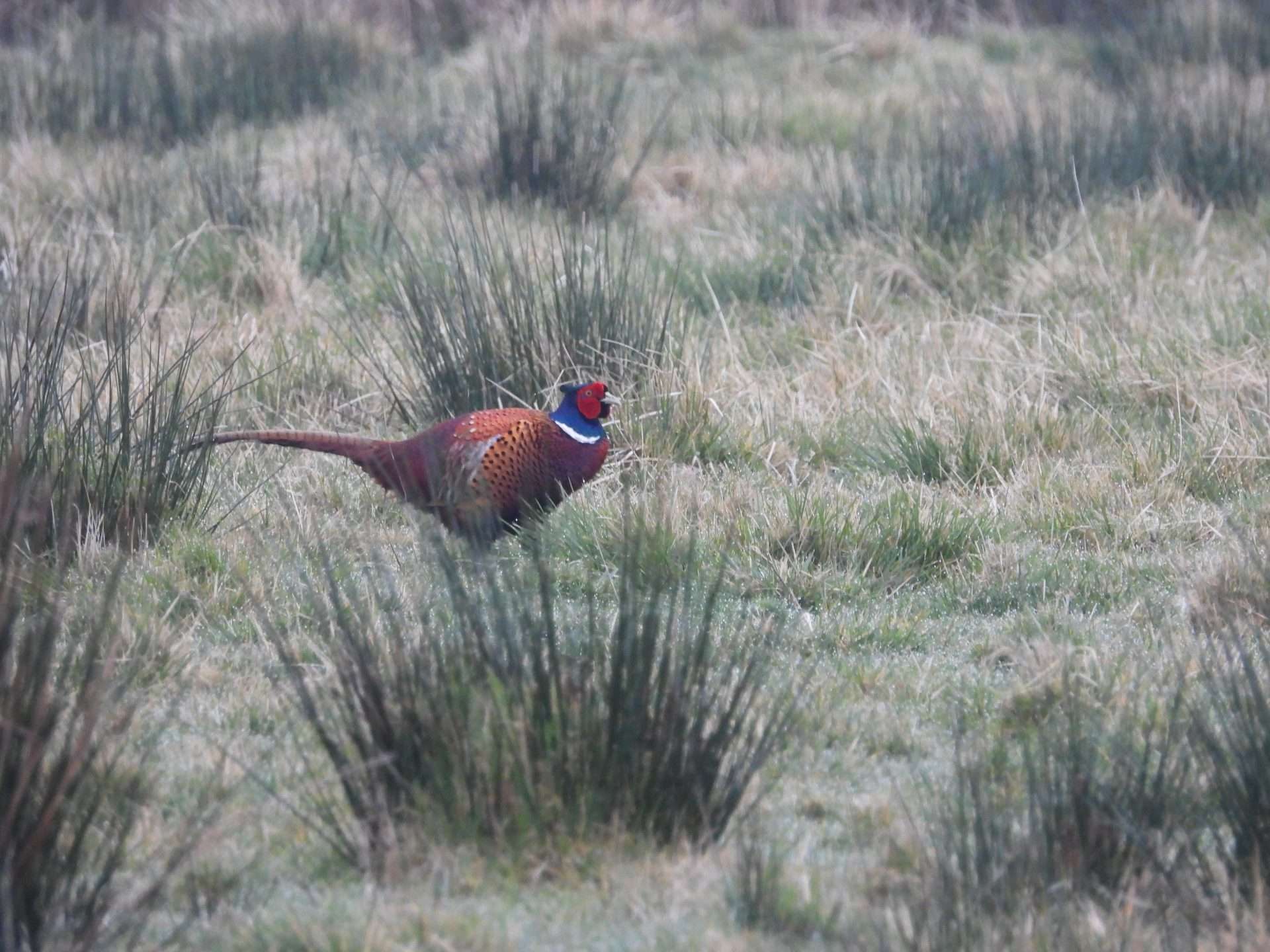 Pheasant by Kenneth Bradley at Exminster marshes RSPB