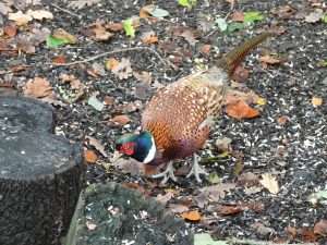 Pheasant at Stover by Kenneth Bradley on November 10 2022