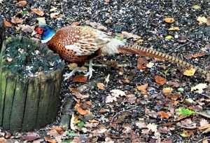 Pheasant at Stover by Kenneth Bradley on November 10 2022