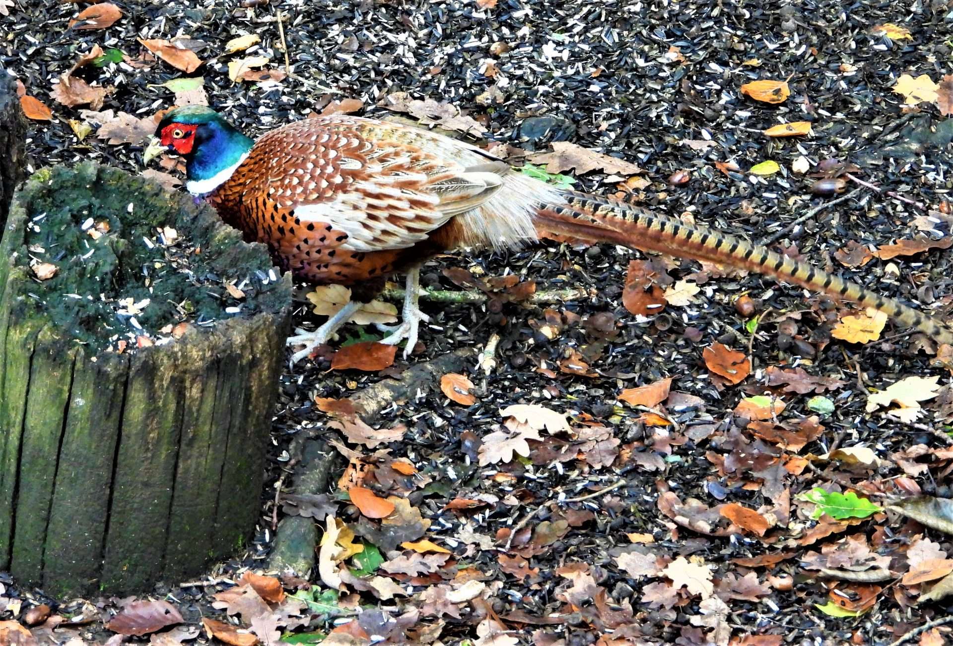 Pheasant by Kenneth Bradley at Stover