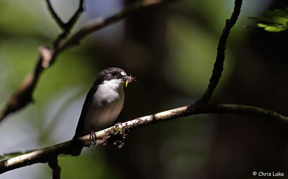 Pied Flycatcher by Christopher Lake at Yarner Woods