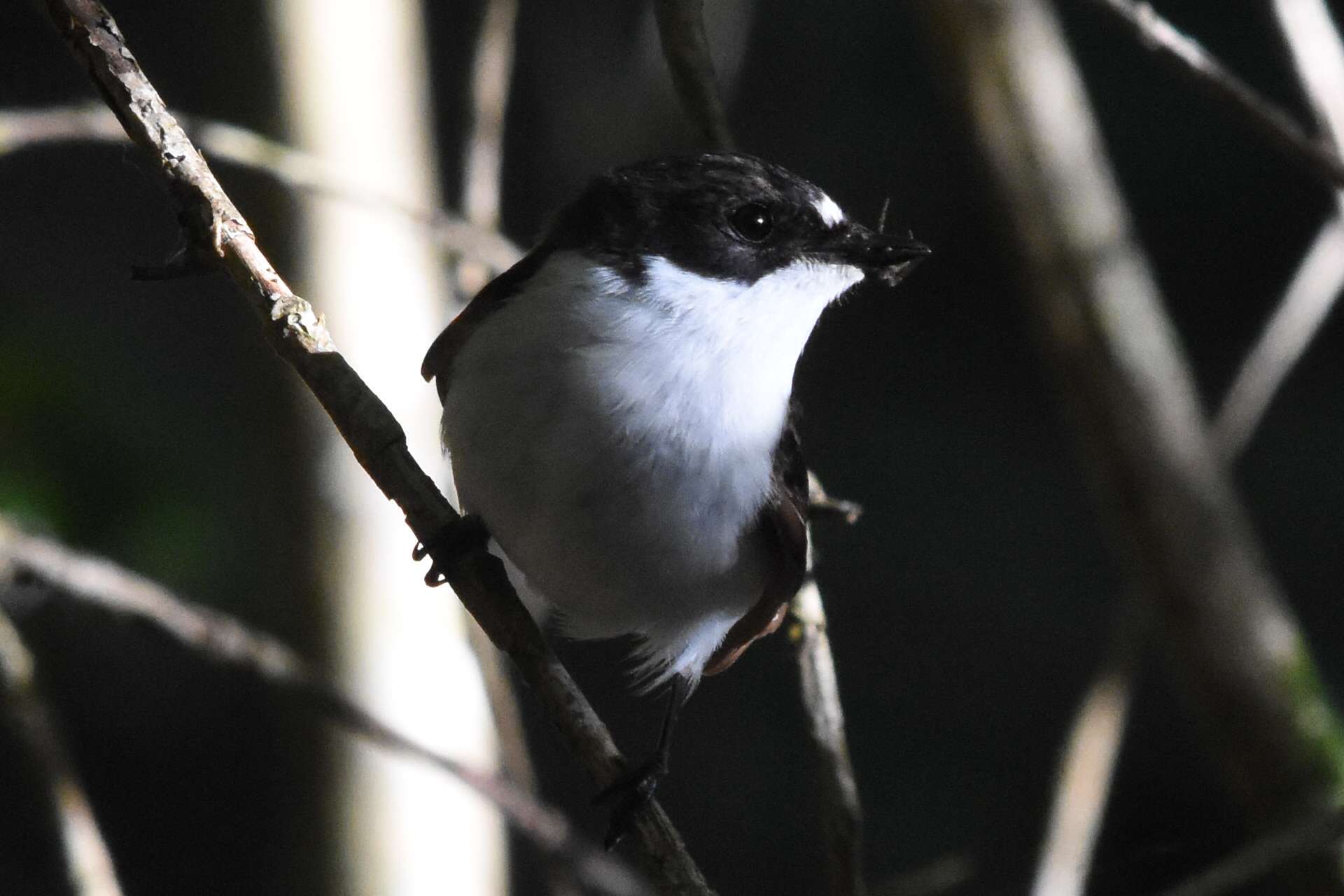 Pied Flycatcher by Duncan Leitch at Yarner Wood