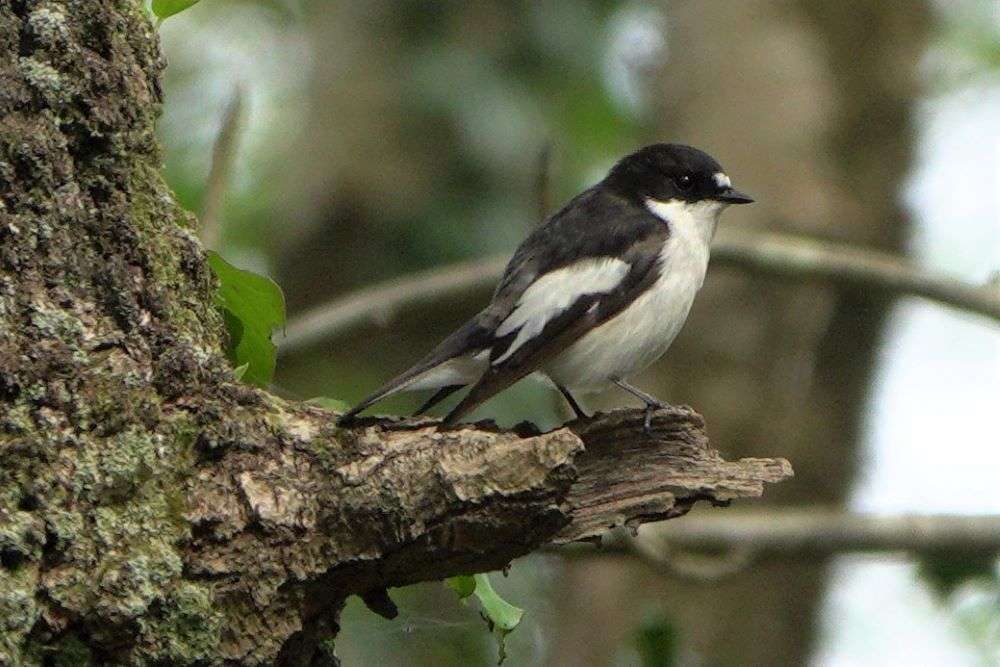 Pied Flycatcher by John Reeves at Yarner Wood