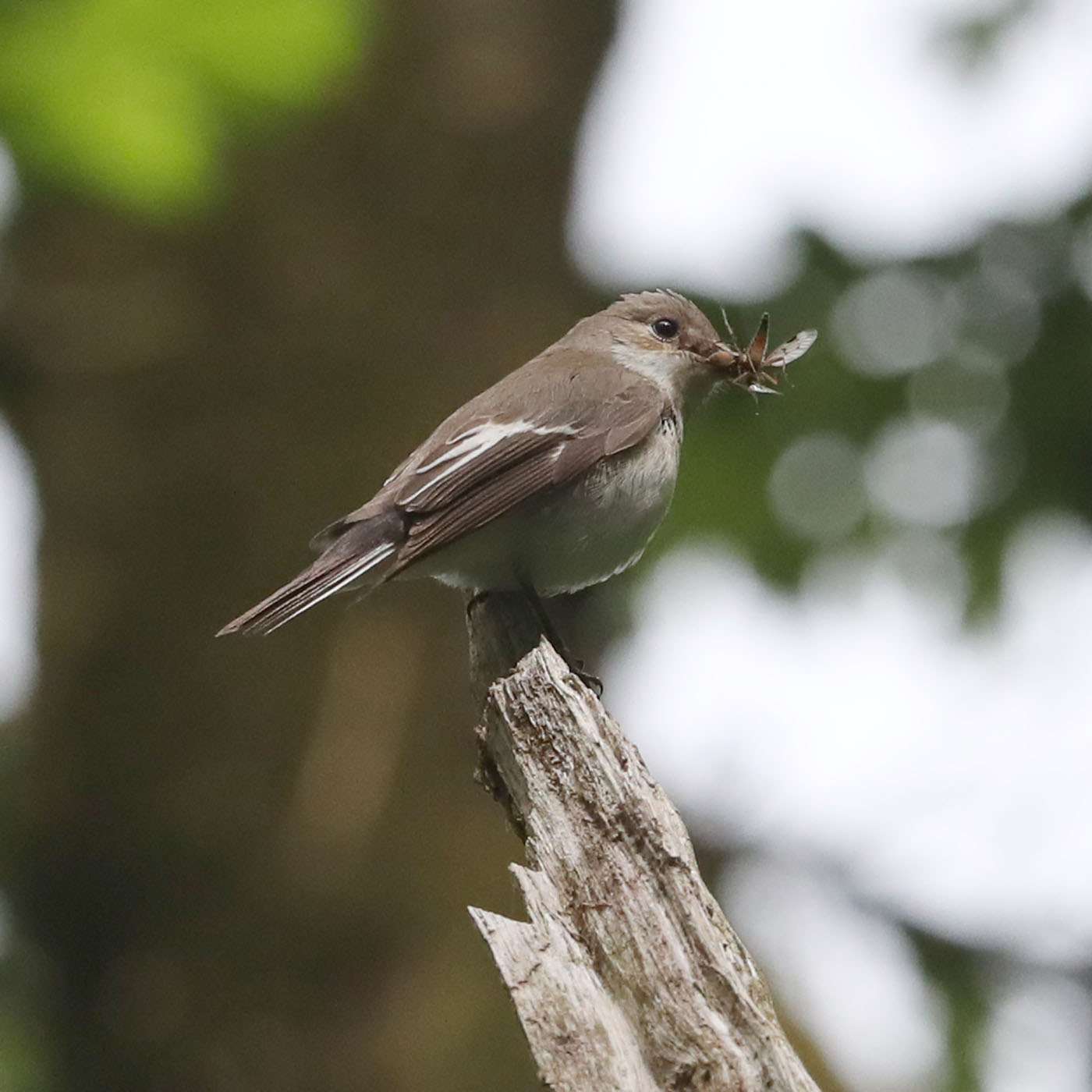 Pied Flycatcher by Steve Hopper at South Brent