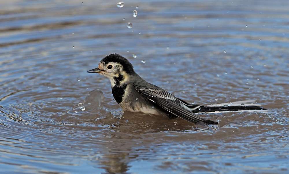 Pied Wagtail by Adrian Davey at Slapton