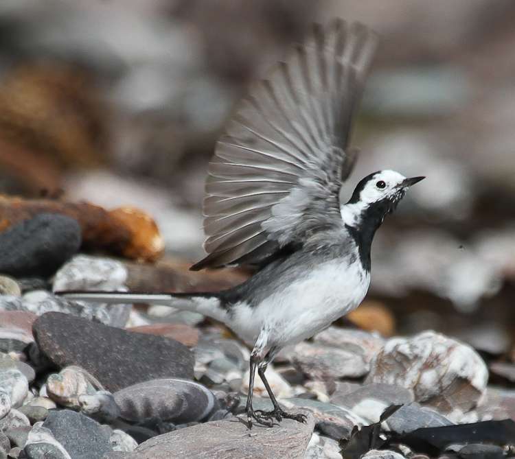Pied Wagtail by Alan Livsey at Wembury point