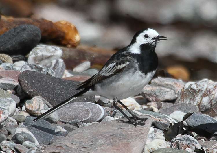 Pied Wagtail by Alan Livsey at Wembury point