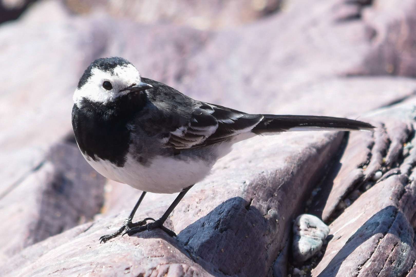 Pied Wagtail by Duncan Leitch at Wembury Point