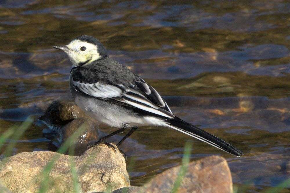 Pied Wagtail by John Reeves at River Otter near Ottery St Mary