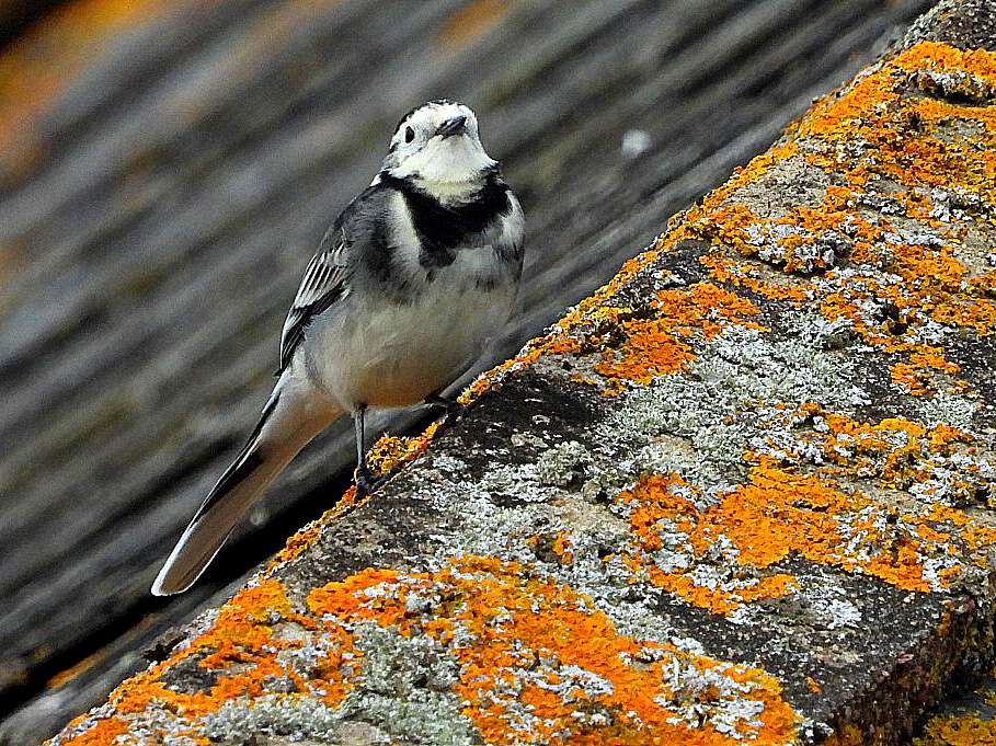 Pied Wagtail by Kenneth Bradley at Combeinteignhead