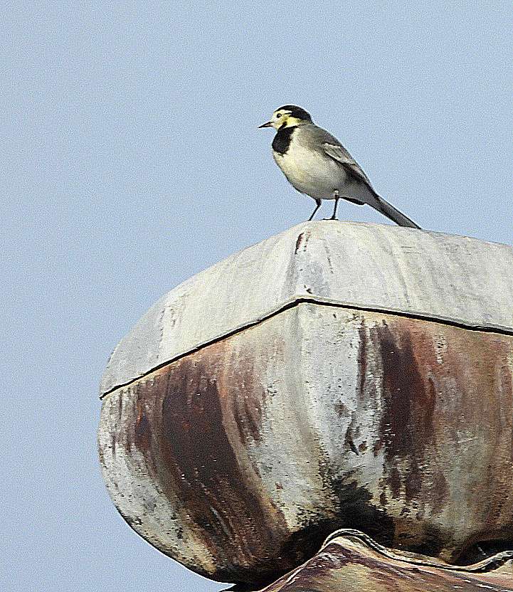 Pied Wagtail by Kenneth Bradley at Parke NT