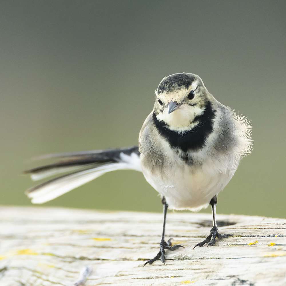 Pied Wagtail by Nick de Cent at Slapton