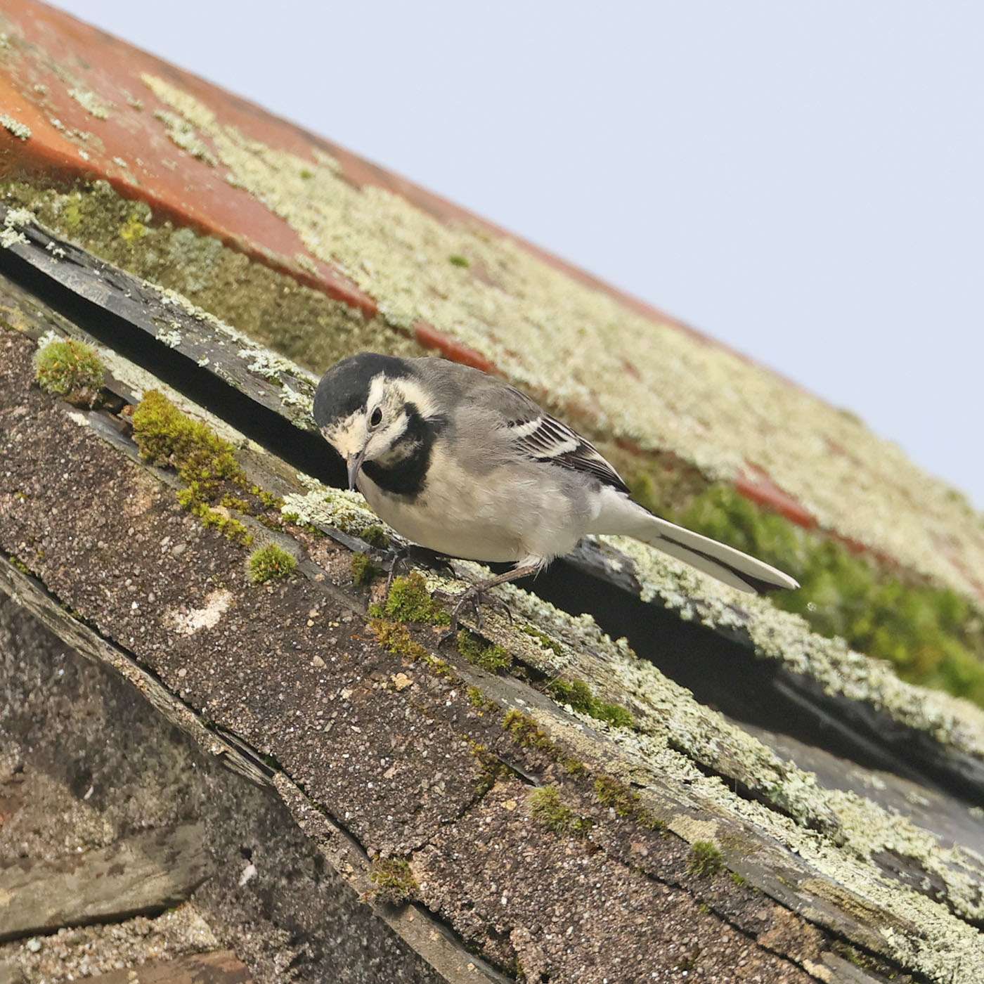 Pied Wagtail by Steve Hopper at Lopwell