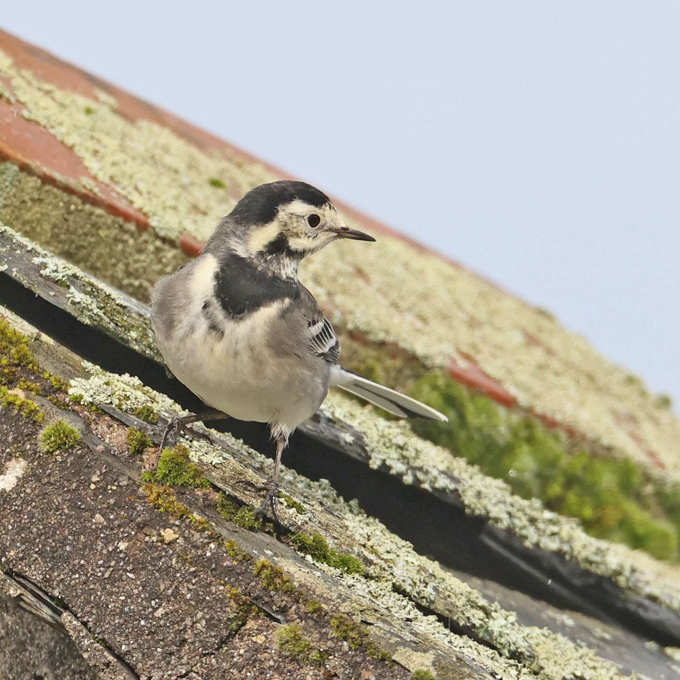 Pied Wagtail by Steve Hopper at Lopwell