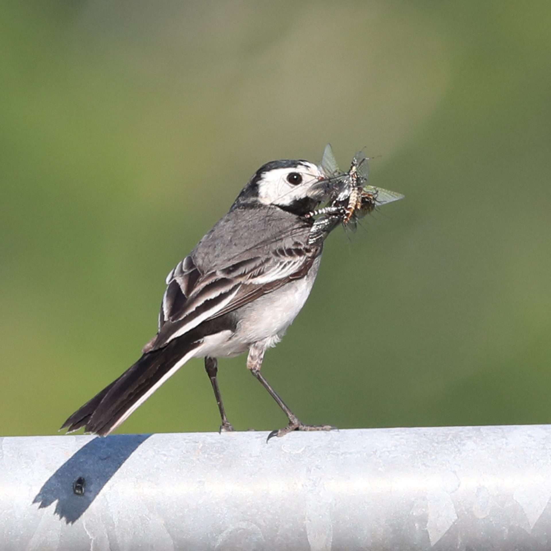 Pied Wagtail by Steve Hopper at Powderham
