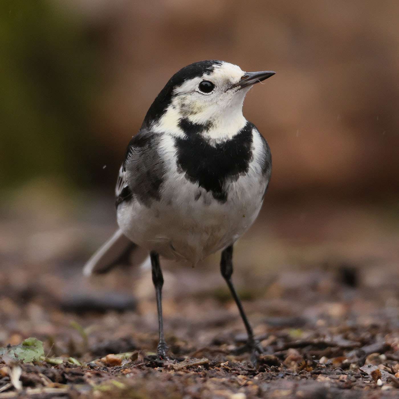Pied Wagtail by Steve Hopper at South Brent