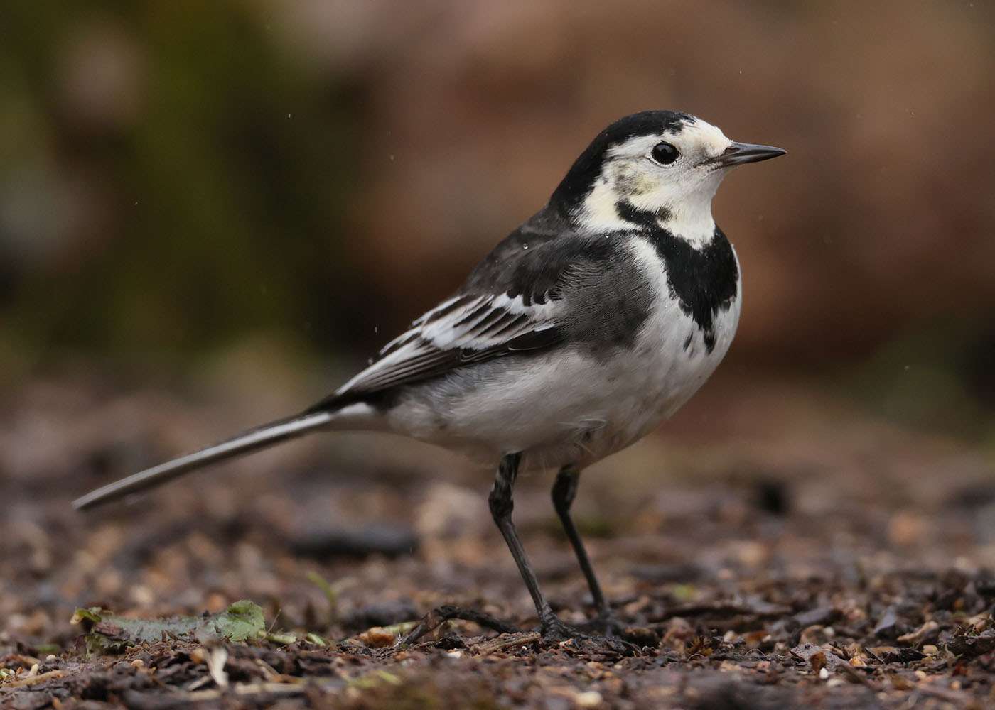 Pied Wagtail by Steve Hopper at South Brent