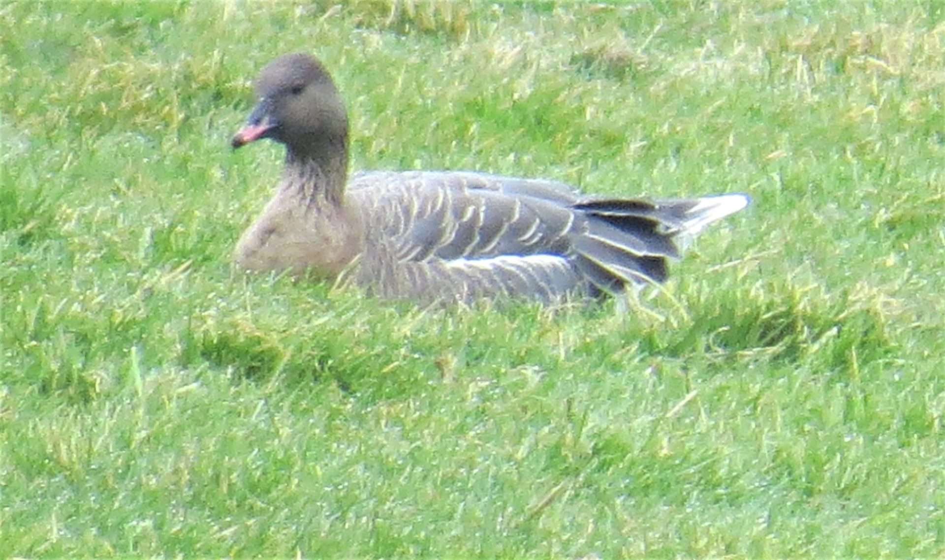 Pink-footed Goose by Ken Flaxman at TEIGNGRACE