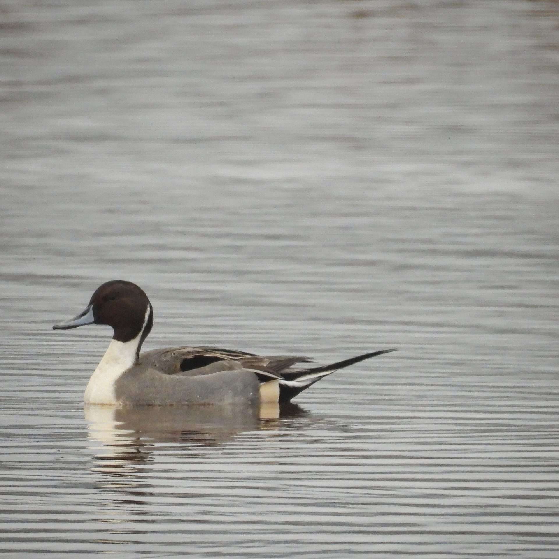Pintail by Jason Jones at Exminster marshes