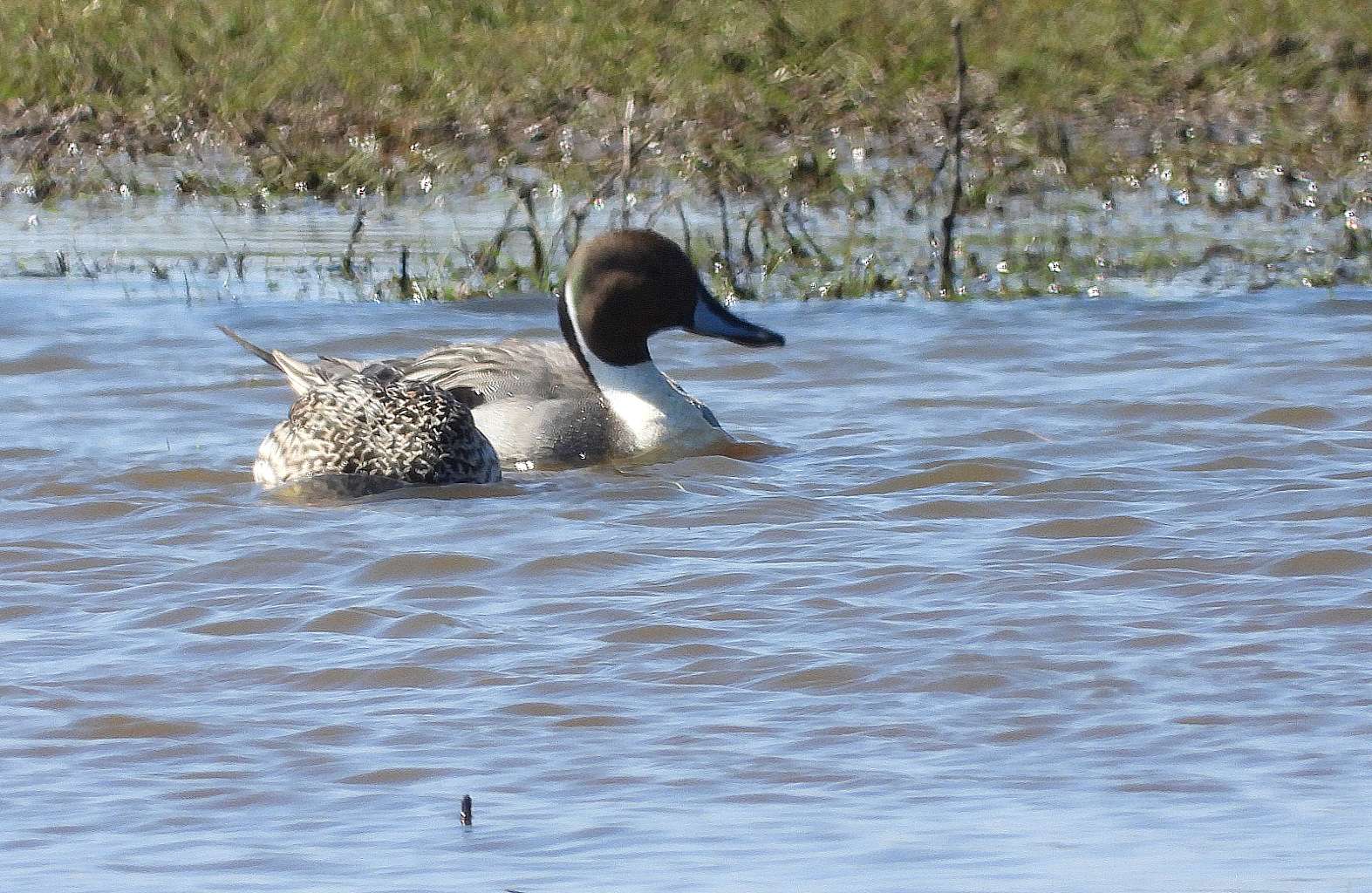 Pintail by Kenneth Bradley at Exminster marshes RSPB