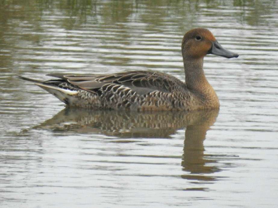 Pintail by Phil and Sue Naylor at Wrafton scrape