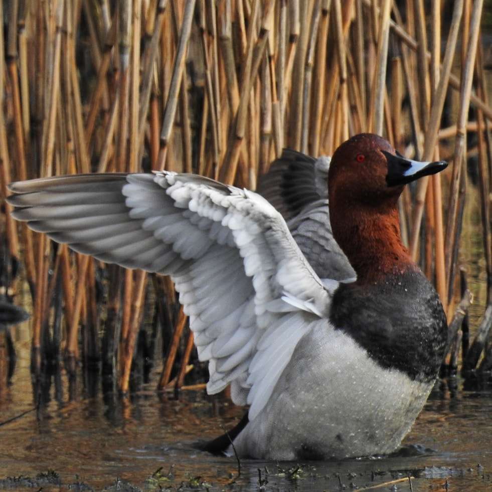 Pochard by Phil and Sue Naylor at Wrafton Pond