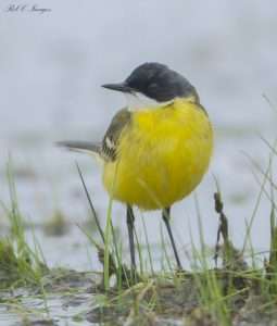Poss Blue-headed Wagtail at Northam Burrows by Steve Hatch on April 22 2013