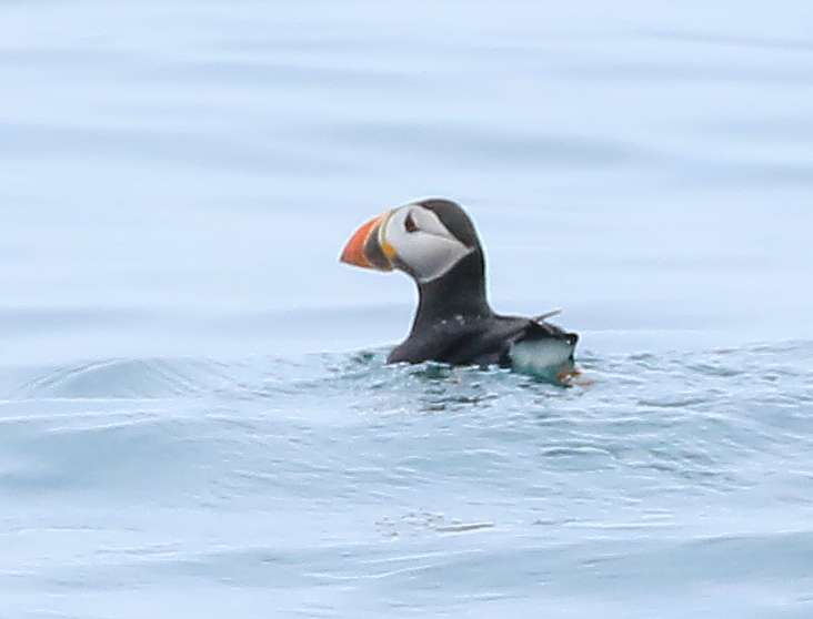 Puffin by Martin Batt at Lundy