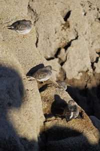 Purple Sandpiper at Hopes Nose by Keith McGinn on November 19 2022