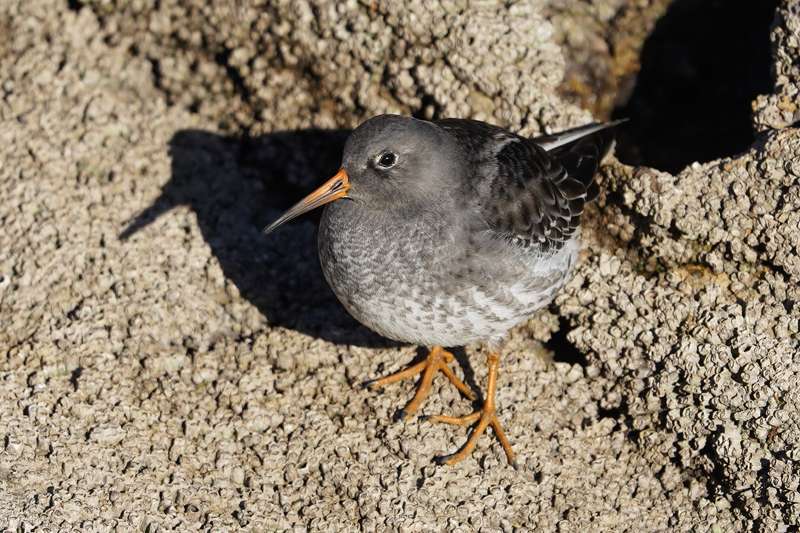 Purple Sandpiper by Keith McGinn at Hopes Nose