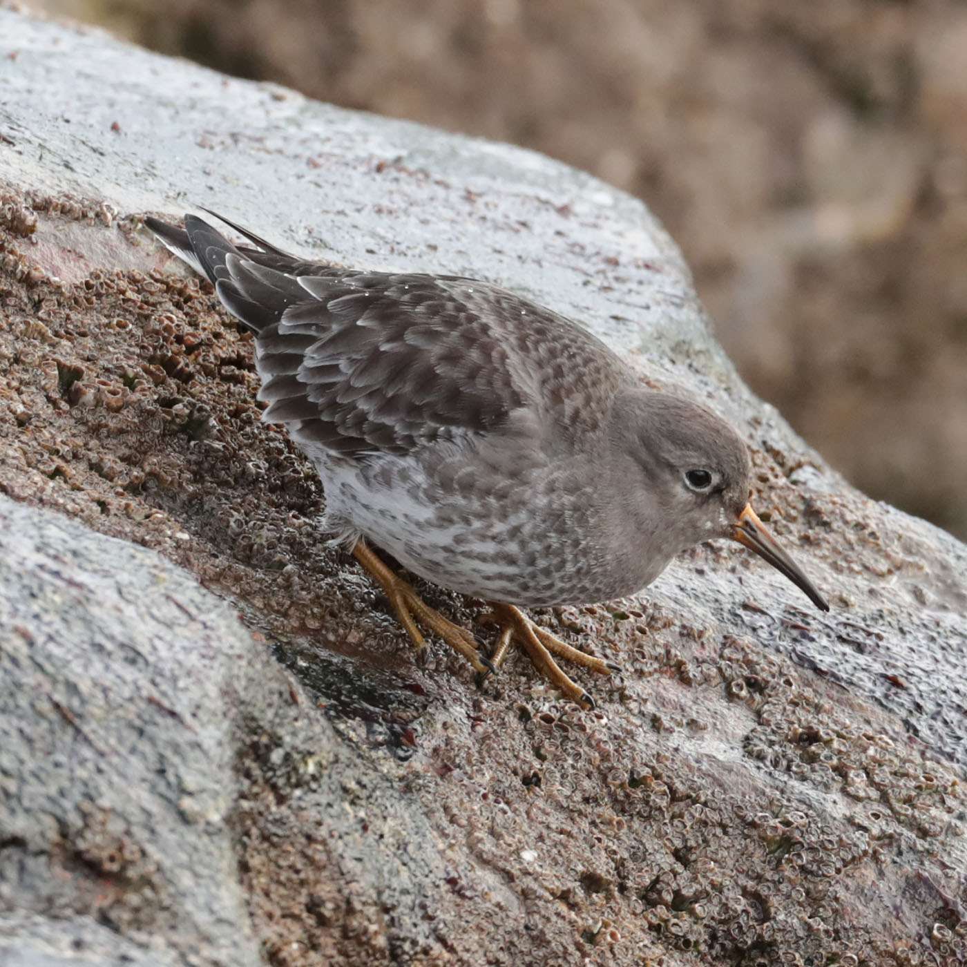 Purple Sandpiper by Steve Hopper at Torquay Harbour