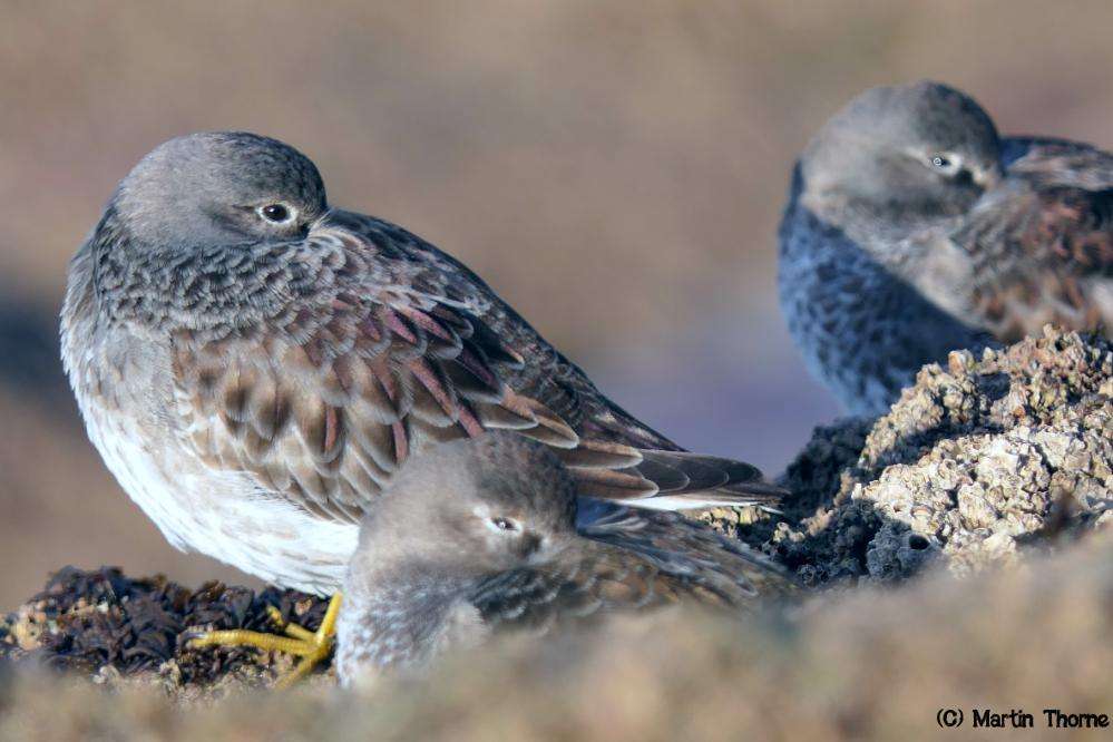 Purple Sandpipers by Martin Thorne at Ilfracombe