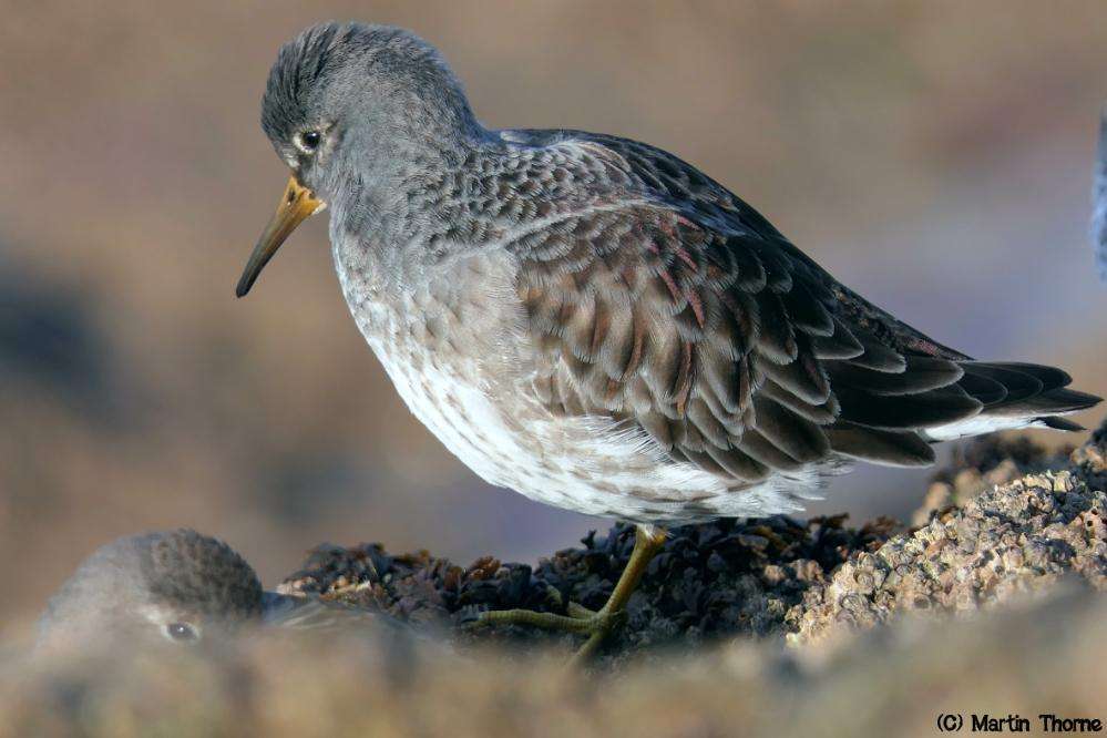 Purple Sandpipers by Martin Thorne at Ilfracombe