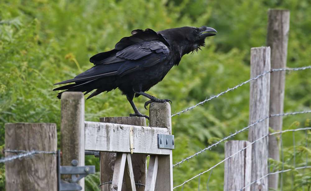 Raven by Christopher Lake at Dartmoor