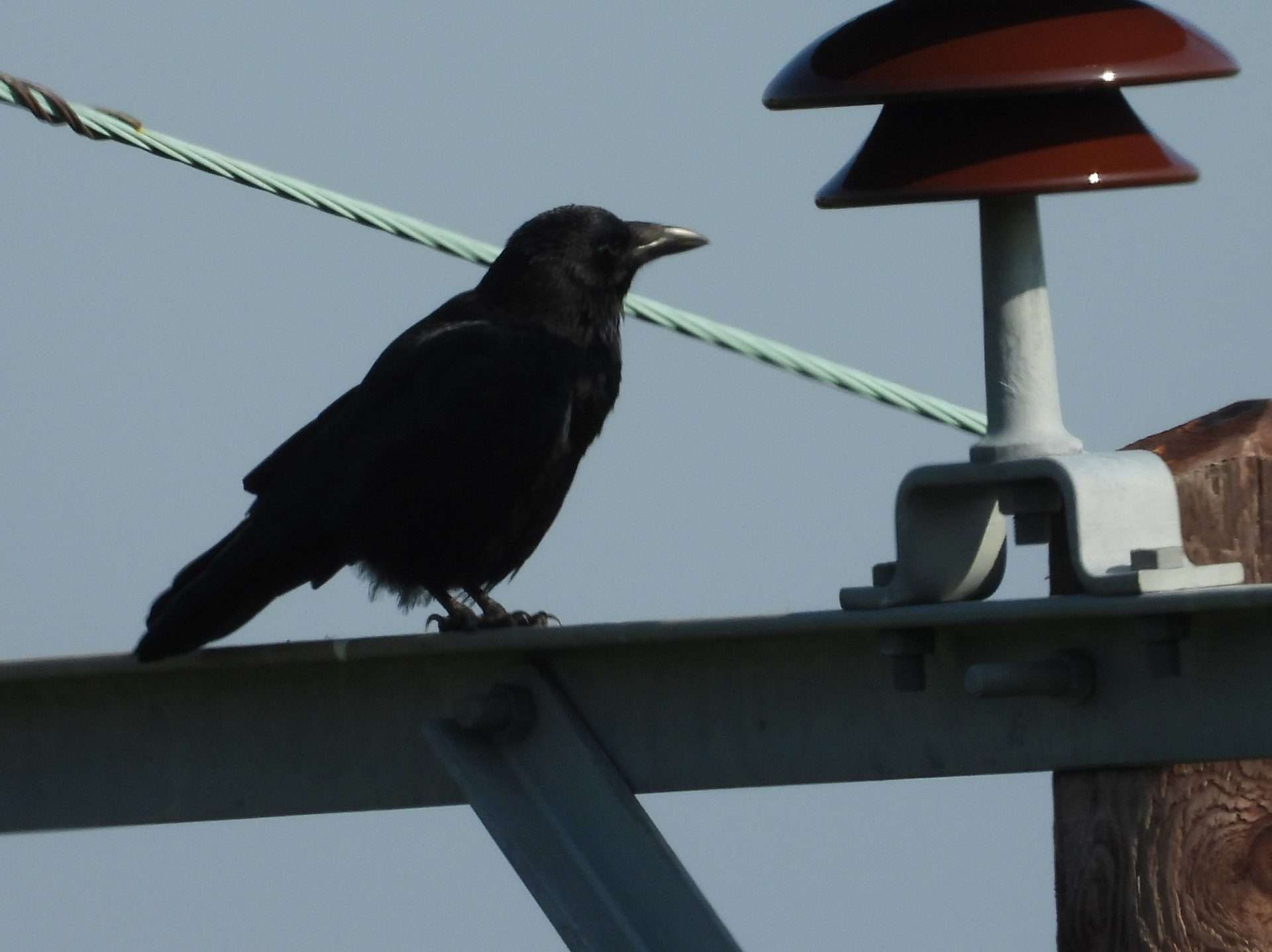 Raven by Kenneth Bradley at Combeinteignhead